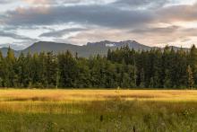 A wetland with low yellow and light green grass with trees and a mountain range in the background.